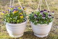 Beautiful view of hanging basket on spring grass with colorful pansies. Royalty Free Stock Photo