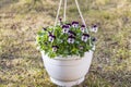 Beautiful view of hanging basket on spring grass with white purple pansies. Royalty Free Stock Photo