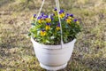 Beautiful view of hanging basket on spring grass with yellow purple pansies. Royalty Free Stock Photo