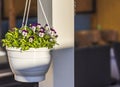 Beautiful view of hanging basket on white pillar with white purple pansies. Royalty Free Stock Photo