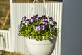 Beautiful view of hanging basket on white pillar with white purple pansies. Royalty Free Stock Photo