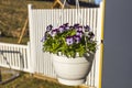 Beautiful view of hanging basket on white pillar with white purple pansies. Royalty Free Stock Photo