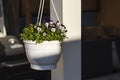 Beautiful view of hanging basket on white pillar with white purple pansies. Royalty Free Stock Photo