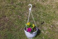 Beautiful view of hanging basket with yellow-purple pansies and asters on grass background. Royalty Free Stock Photo