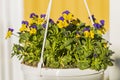 Beautiful view of hanging basket with yellow purple pansies. Royalty Free Stock Photo