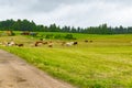 Beautiful view, herd of cows on a pasture in summer in countryside