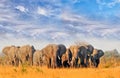 Beautiful view of a herd of elephants walking on the yellow plains with a lovely blue wispy sky Royalty Free Stock Photo