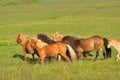 Beautiful view of a herd of horses in a big field in Iceland Royalty Free Stock Photo