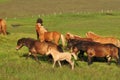 Beautiful view of a herd of horses in a big field in Iceland Royalty Free Stock Photo