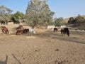 Beautiful view of a herd of horses grazing