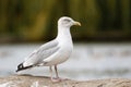 Beautiful view Herring Gull with blurred background