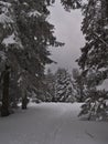 View of hiking path in deep snow leading to a clearing in forest with frozen trees in winter season near Schliffkopf, Germany. Royalty Free Stock Photo