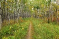 Beautiful view of a Hiking trail at Assiniboine Forest on an autumn day in Winnipeg, Manitoba, Canada