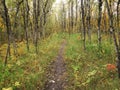 Beautiful view of a Hiking trail at Assiniboine Forest on an autumn day in Winnipeg, Manitoba, Canada