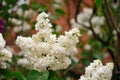 White beautiful flower in the garden shined at sun