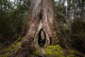 Beautiful view of a hollowed tree in Mount Field National Park, Tasmania, Australia