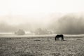 Beautiful view of a horse grazing a field on a foggy background Royalty Free Stock Photo