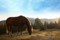 Beautiful view horse grazing on pasture in mountains