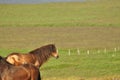 Beautiful view of horses in a big field in Iceland Royalty Free Stock Photo