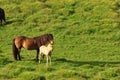 Beautiful view of horses in a big field in Iceland Royalty Free Stock Photo