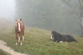 Beautiful view of horses grazing on foggy day