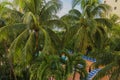 Beautiful view of hotel pool from above through leaves of coconut palms. Miami Beach. Royalty Free Stock Photo