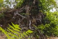 Beautiful view of huge old tree roots on cliff. Green nature backgrounds.