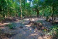 Beautiful view inside of the forest in Chitwan National Park, mainly covered by jungle Royalty Free Stock Photo