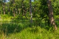 Beautiful view inside of the forest in the Chitwan, Nepal Royalty Free Stock Photo