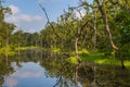 Beautiful view inside of the forest in the Chitwan, Nepal Royalty Free Stock Photo