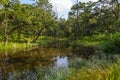 Beautiful view inside of the forest in the Chitwan, Nepal Royalty Free Stock Photo