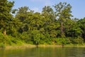 Beautiful view inside of the forest in Chitwan, Nepal. Royalty Free Stock Photo