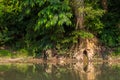 Beautiful view inside of the forest in Chitwan, Nepal. Royalty Free Stock Photo