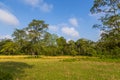 Beautiful view inside of the forest in the Chitwan, Nepal Royalty Free Stock Photo