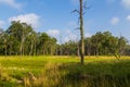 Beautiful view inside of the forest in the Chitwan, Nepal Royalty Free Stock Photo