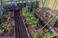 Beautiful view of interior of greenhouse with tomato and cucumber plants with automatic watering system.