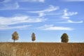 Beautiful view of isolated trees growing on the agricultural field with white fluffy clouds on the blue sky at sunny autumn day Royalty Free Stock Photo