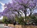 Beautiful view of jacaranda trees blooming near the street