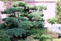 beautiful view japanese garden green plant in tiers i?