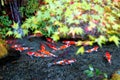 A beautiful view of Japanese Koi Carp fish in a lovely pond & colorful maple leaves in a garden in Kyoto Japan Royalty Free Stock Photo