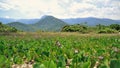 Beautiful view of the Jundu preservation area of Praia da Mococa