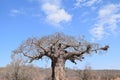 Beautiful view in Kruger National Park Southafrica Royalty Free Stock Photo