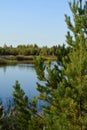 Beautiful view of lake through crown of pine tree Royalty Free Stock Photo