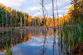 Beautiful view at the lake surrounded by the forest in the morning light. Dried trees in the water. Early autumn Royalty Free Stock Photo