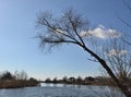A beautiful view of a lake in a village with a tree without leaves in the foreground against a blue sky with clouds. Royalty Free Stock Photo
