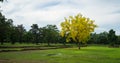 Yellow trees among green tree in the landscape view, Sukhothai-Thailand Royalty Free Stock Photo