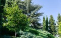 Beautiful View of landscape park with many rare and relict evergreens on the Black Sea coastline. Cypress trees, cedars