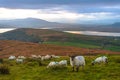 Landscape seascape sunrise morning sunlight Valentia Island  Cromwell Point Lighthouse Portmagee Ring ok Kerry Ireland Royalty Free Stock Photo