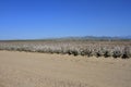 Beautiful view of a large cotton field and mountains in the distance Royalty Free Stock Photo