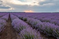 Beautiful view with a beautiful lavender field on sunset Royalty Free Stock Photo